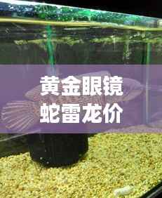黄金眼镜蛇雷龙价格揭秘,深度解析与最新市场动态
