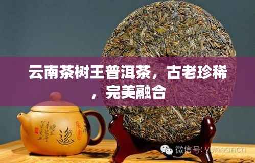 云南茶树王普洱茶,古老珍稀,完美融合