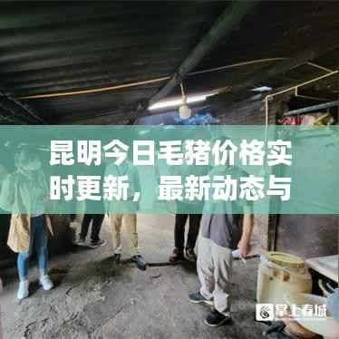 昆明今日毛猪价格实时更新,最新动态与深度分析