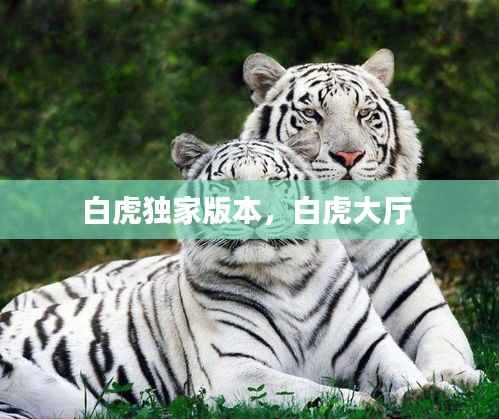 白虎独家版本,白虎大厅