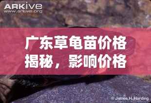 广东草龟苗价格揭秘,影响价格的因素有哪些?