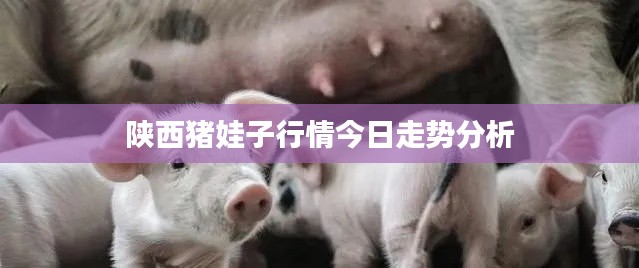 陕西猪娃子行情今日走势分析