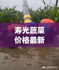 寿光蔬菜价格最新动态,市场走势及影响因素深度解析