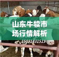 山东牛犊市场行情解析,真实价格揭秘